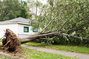Storm debris removal - Virginia